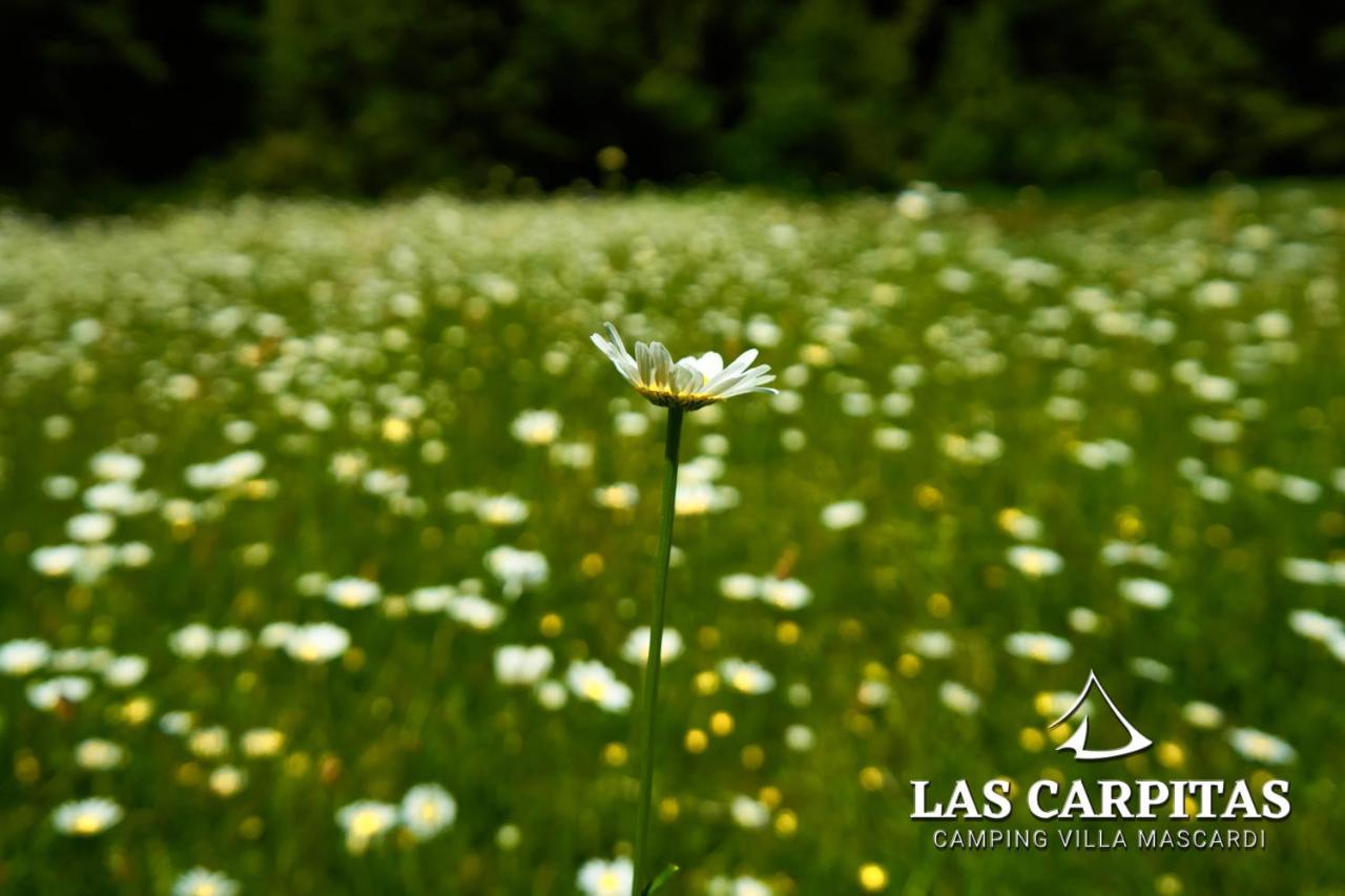 Las Carpitas Villa Mascardi 外观 照片