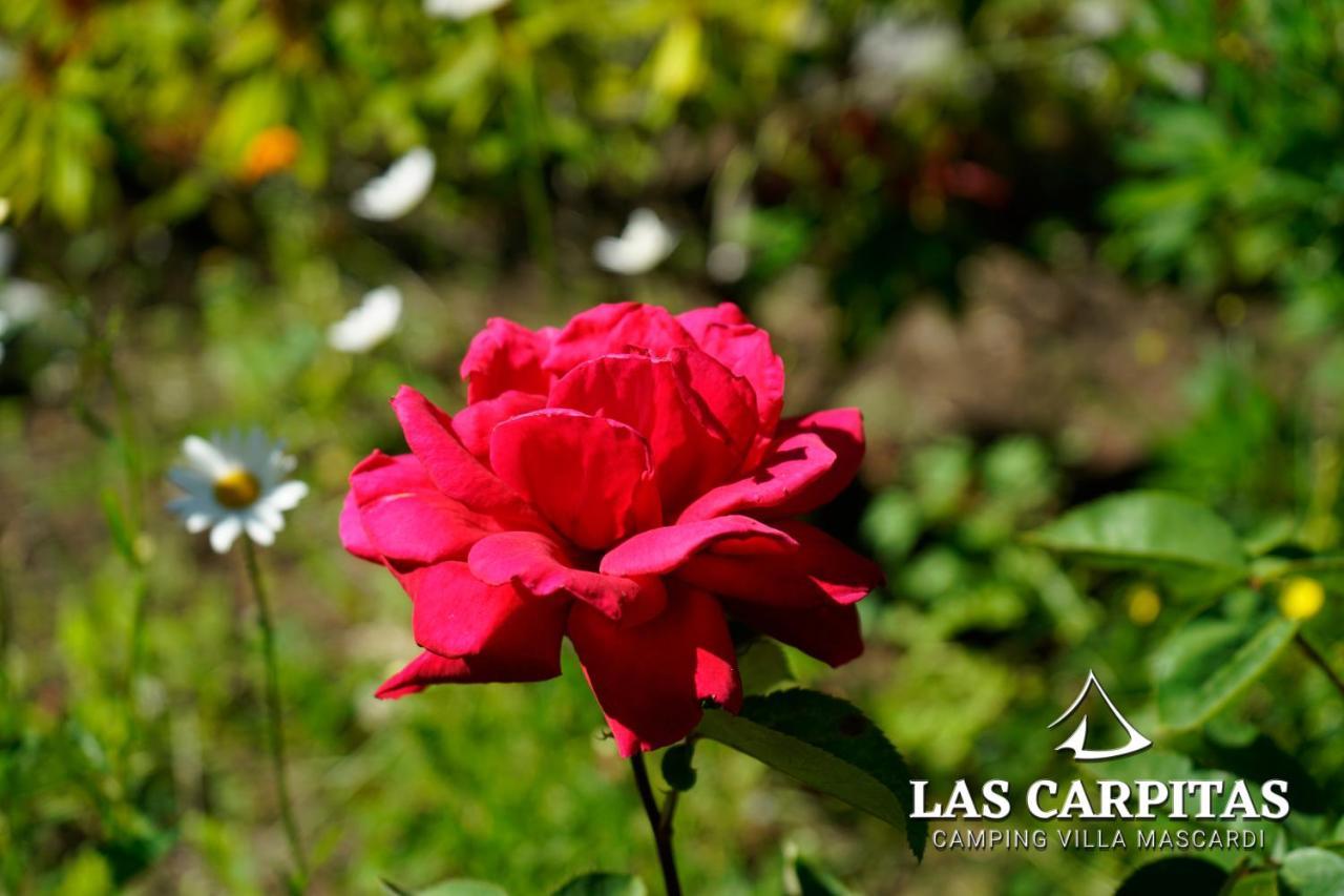 Las Carpitas Villa Mascardi 外观 照片